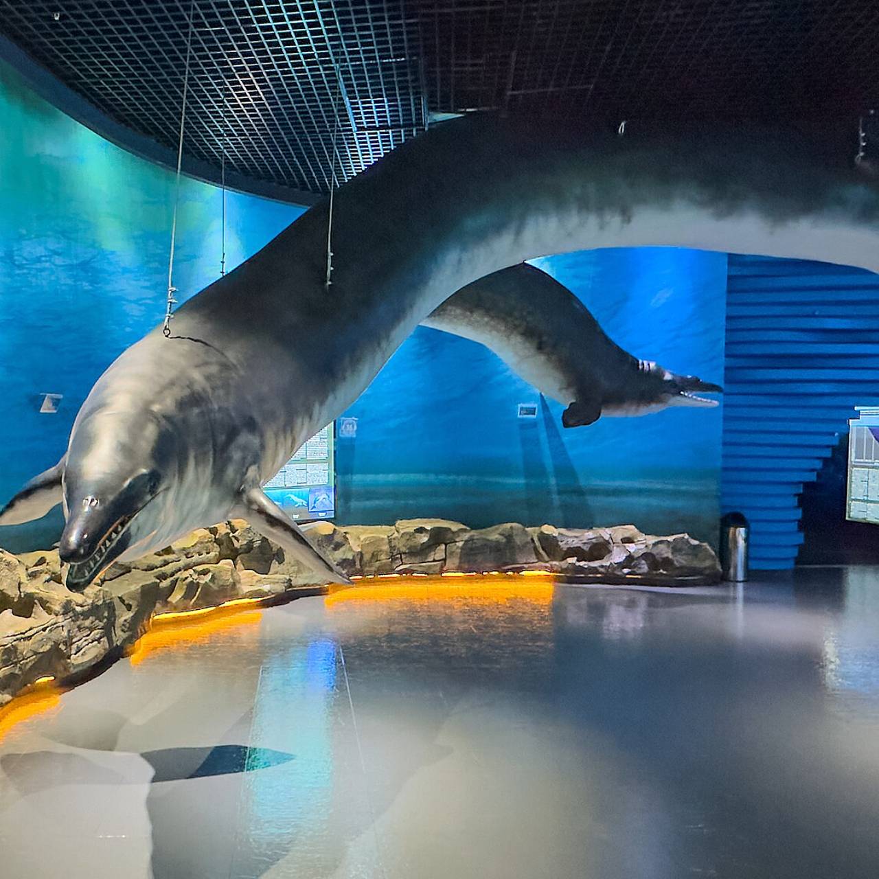 Доказательство существования гигантского кита нашли в России