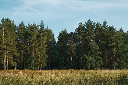 Дачникам напомнили о штрафах за унесенные из леса деревья