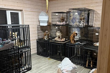 Владелицу скандальной «тюрьмы для собак» в Подмосковье отпустили