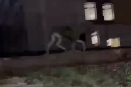 Лосенок решил прогуляться по российскому городу и попал на видео