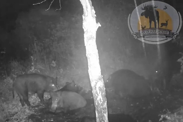 Вводная картинка