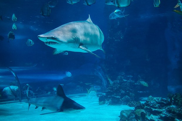 Вводная картинка