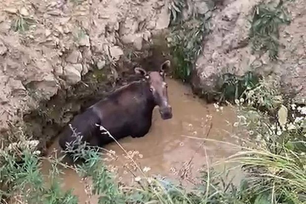 Вводная картинка