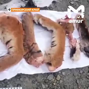 В машине россиянина нашли расчлененного краснокнижного тигра
