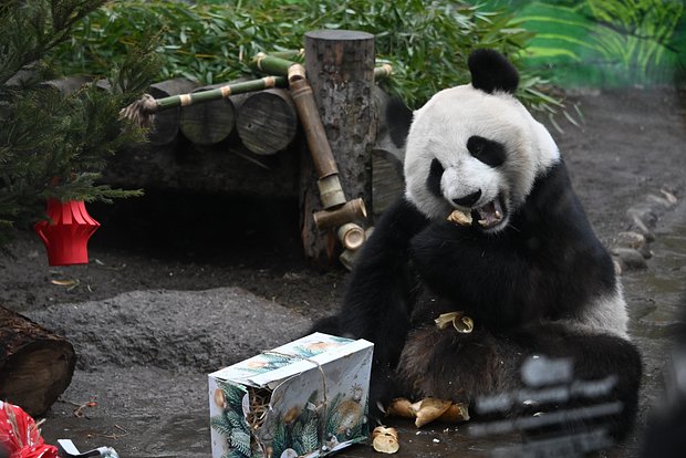 Вводная картинка