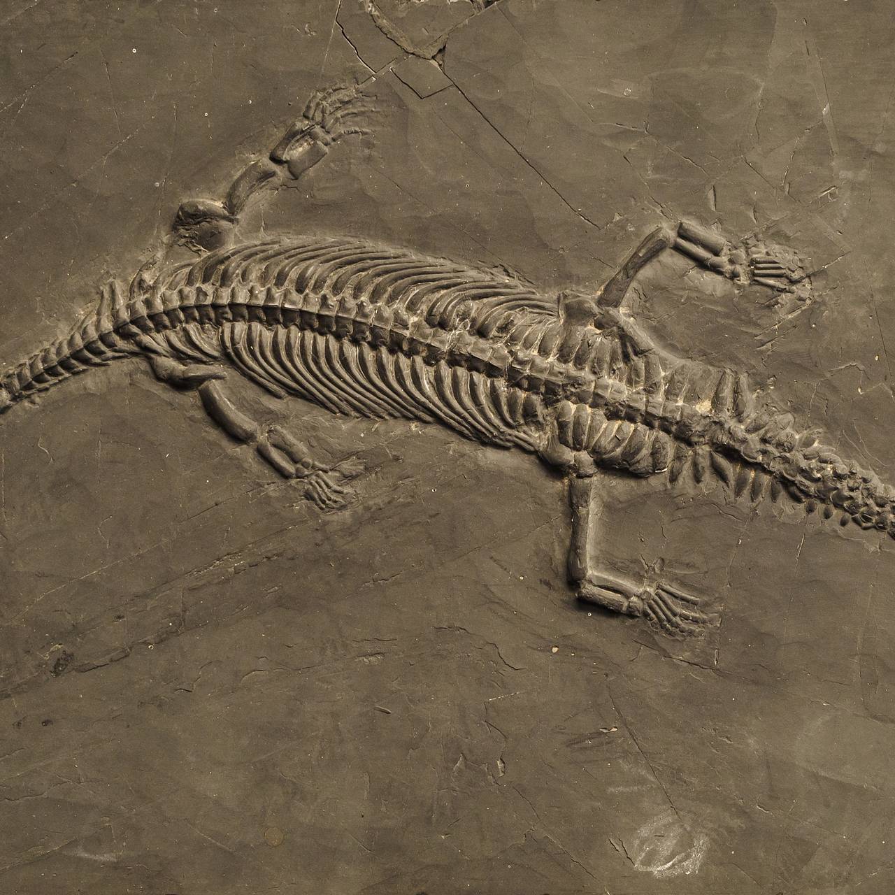 Жалаңаш және жаңа жатақхана сериясы