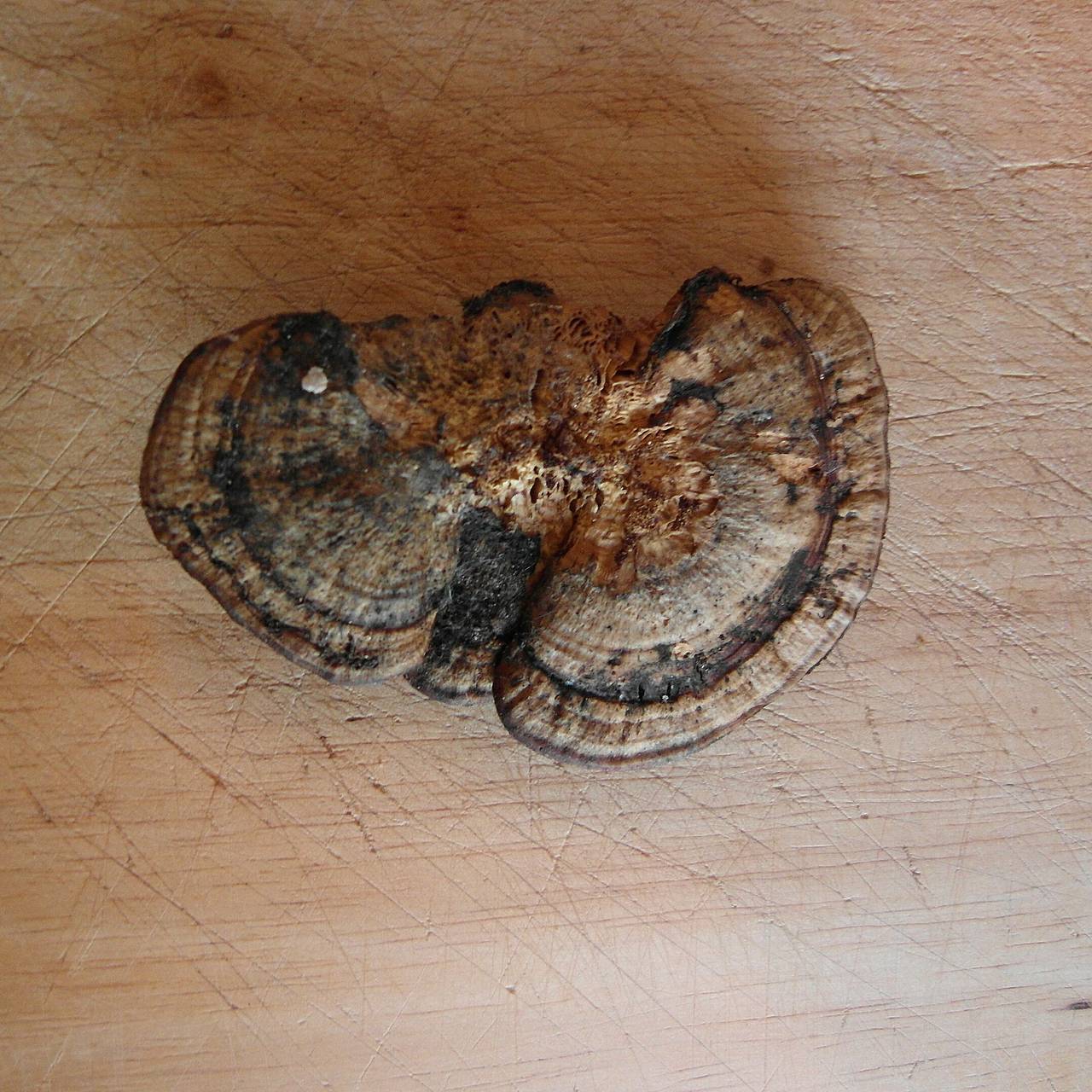 Ученые сделали сенсационную находку в лесу Татарстана