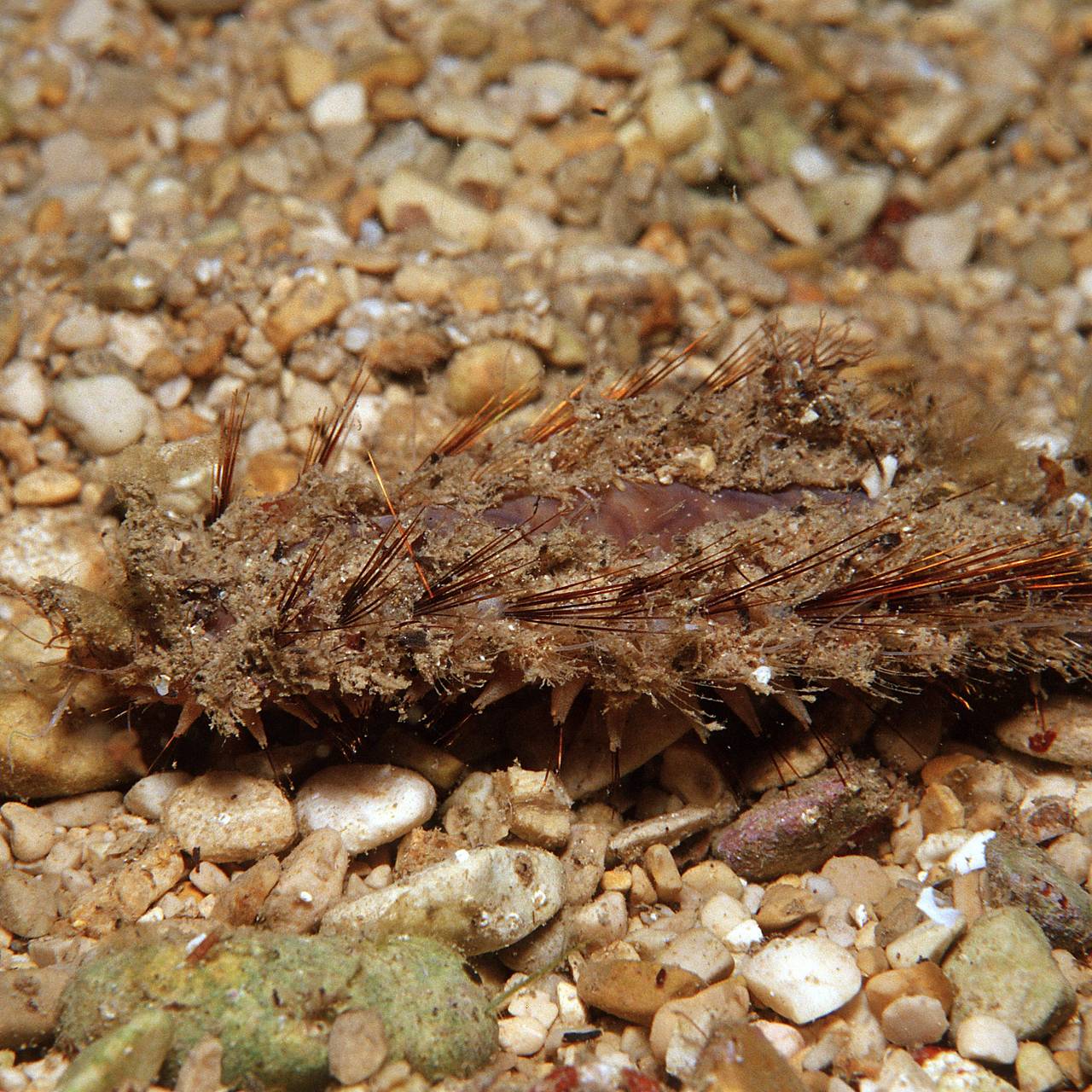Волны выбросили на берег загадочное существо