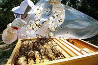 «Тут миллион возможностей» Успешные москвичи бросили столицу и занялись пчеловодством в глухой деревне. Как это изменило их жизнь?