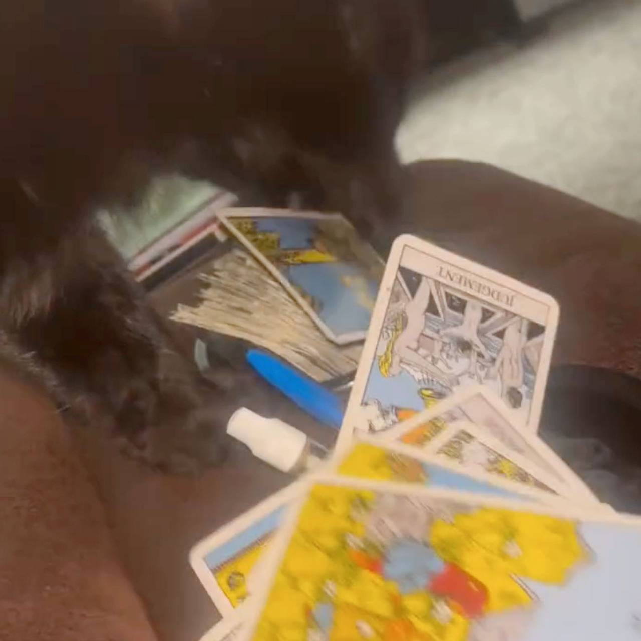 Черный кот стал гадать на картах Таро и удивил свою хозяйку