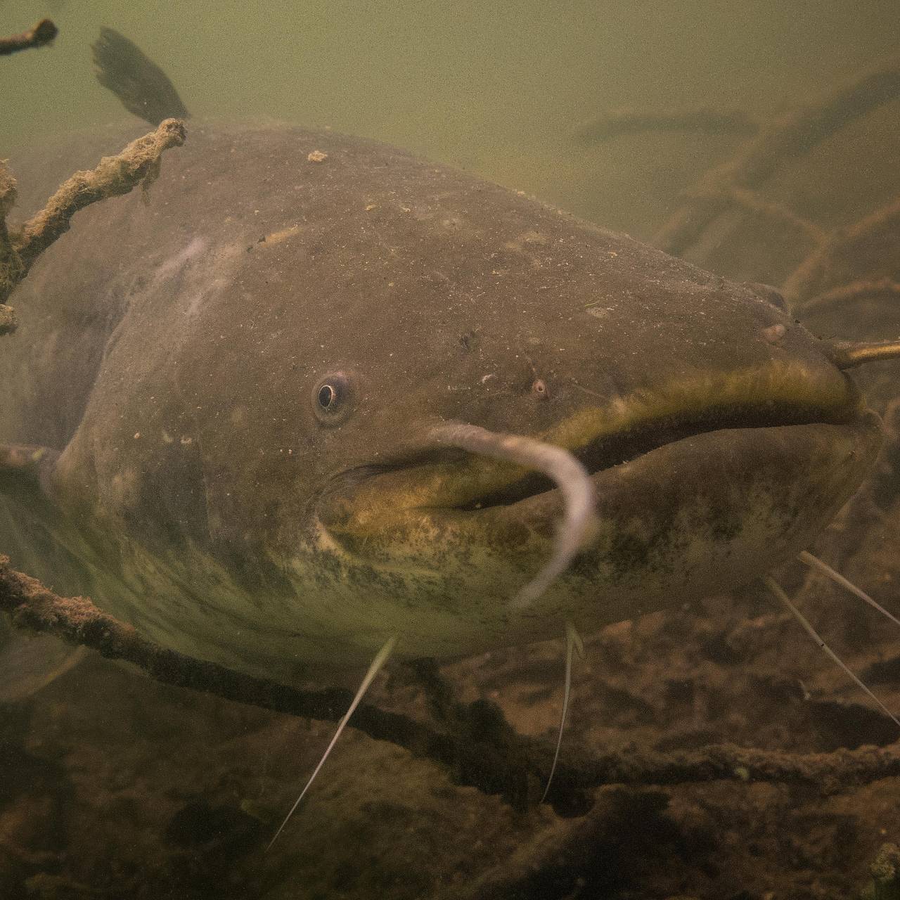 Украинский рыболов поймал огромного сома