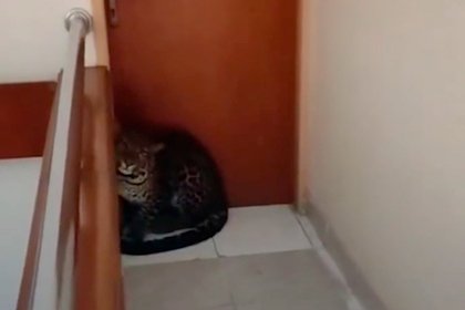 Хищный зверь пролез в отель, лег под дверью туристов и попал на видео