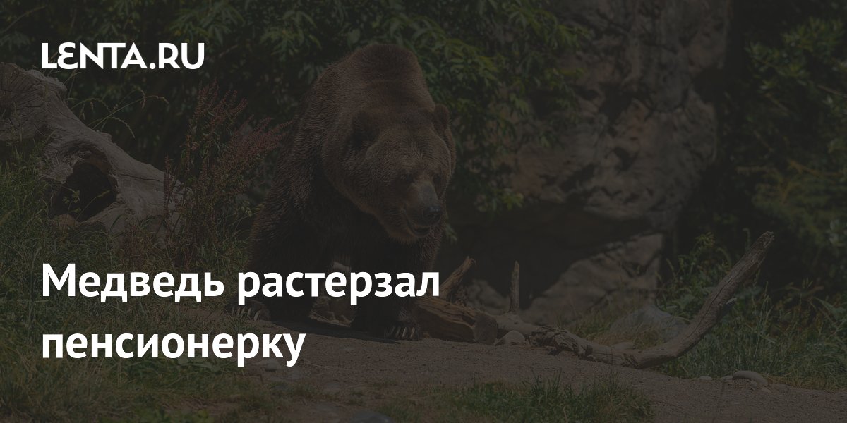 Медведь растерзал пенсионерку