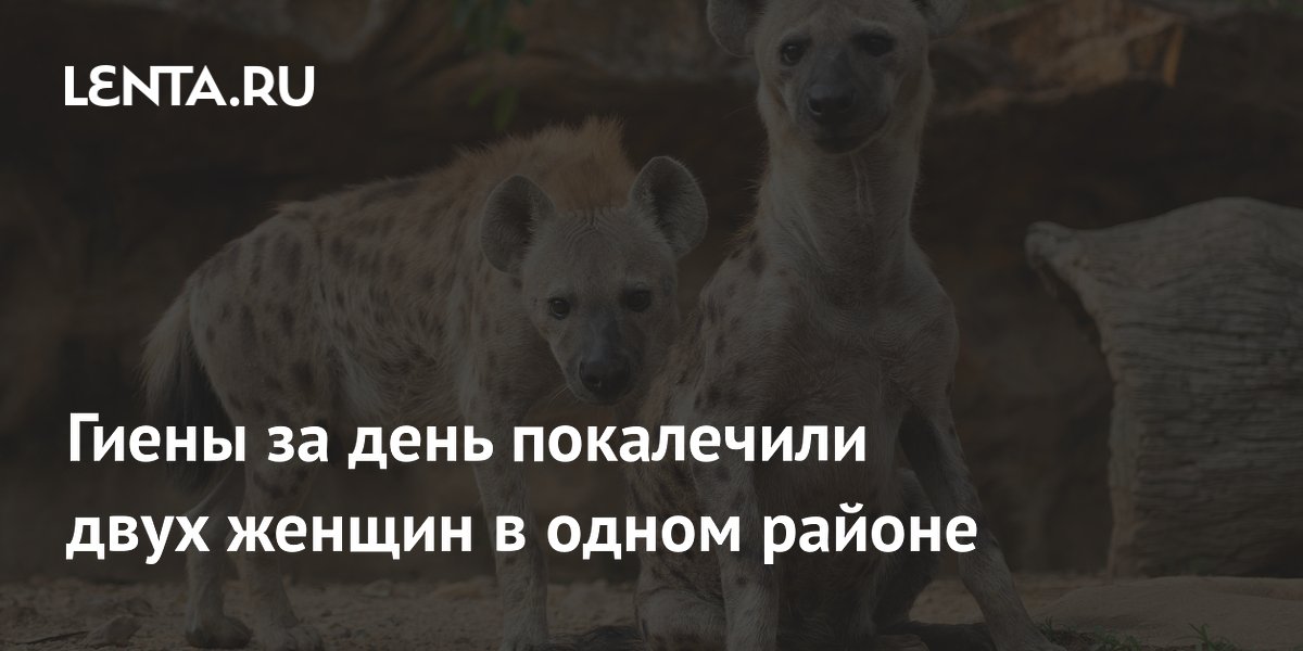 Гиены за день покалечили двух женщин в одном районе