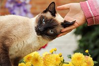Сиамская кошка: описание, характер, особенности ухода