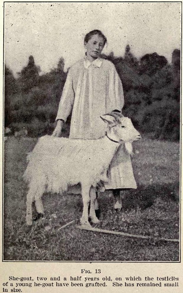 Коза, которой были пересажены тестикулы козленка