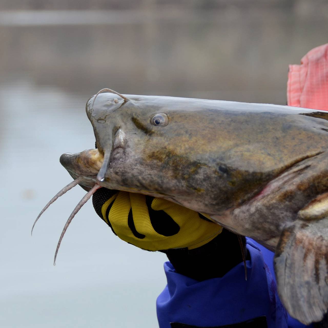 Мужчина поймал огромную рыбу и побил 20-летний рекорд