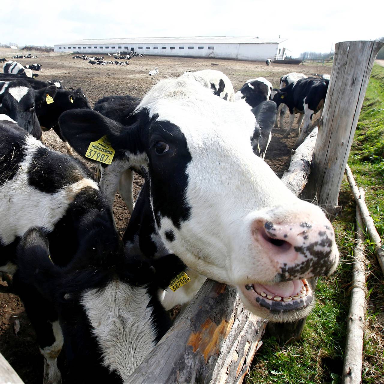 «Слушайте, это ужасно». Лукашенко признался, что ему стало плохо из-за отчета о ситуации в одной из областей