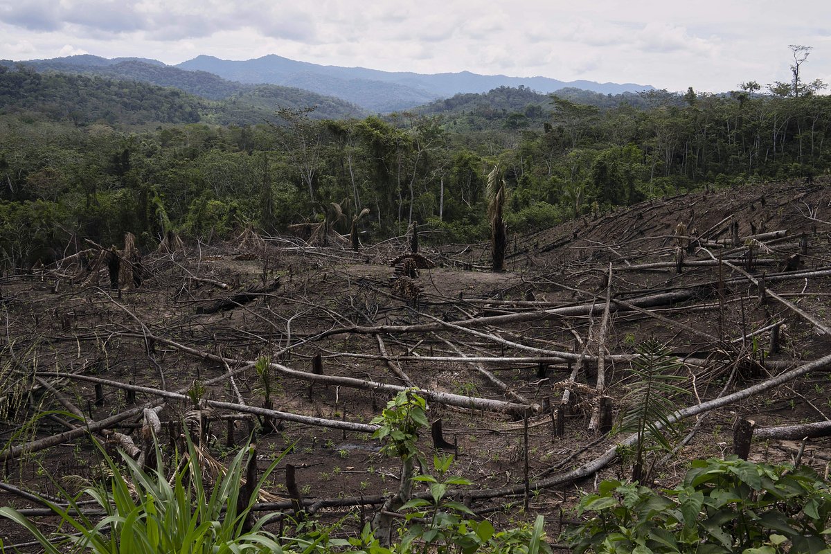 Лес Амазонки