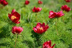 Пион тонколистный