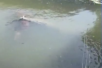 Крокодила с золотистым ретривером в пасти сняли на видео