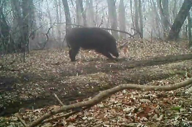 Вводная картинка