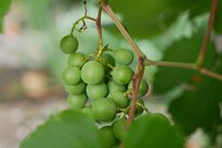 Как вырастить виноград из косточки: в домашних условиях и на даче