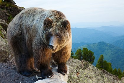 Ученые нашли «зимнюю квартиру» хозяина тайги