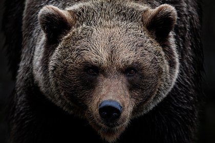 Российский школьник спас пятерых женщин от медведя