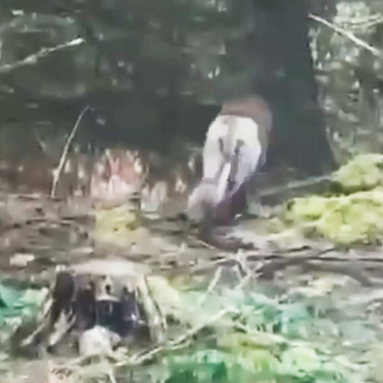 Собаку по кличке Мышка перепутали со львом и обратились в полицию