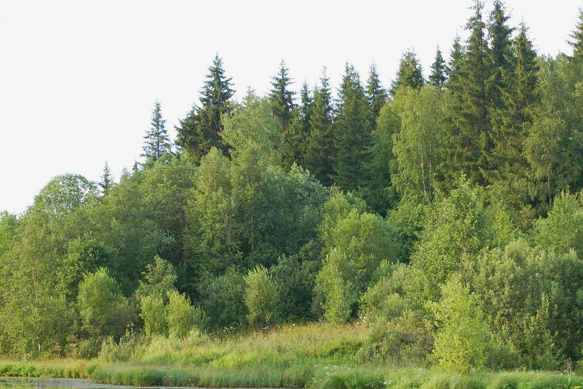 Сольвычегодский заповедник