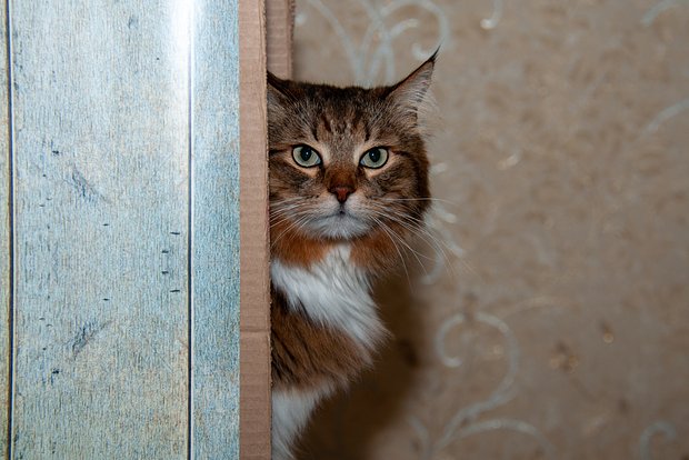 Вводная картинка