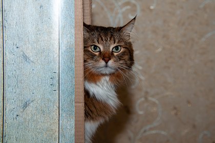 Депутаты предложили запретить животным ходить в кафе