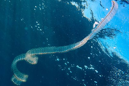 Сальпы покусали россиян на Филиппинах