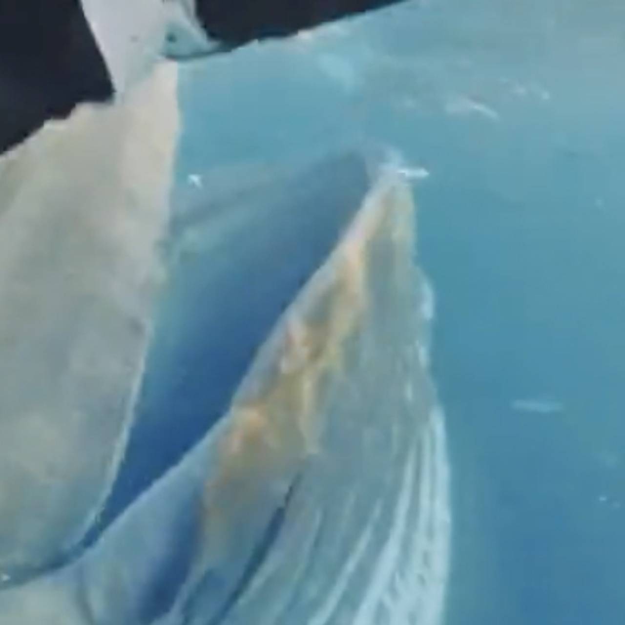 Кит чуть не проглотил ныряльщицу и попал на видео