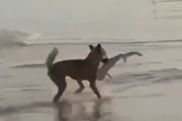 Вводная картинка