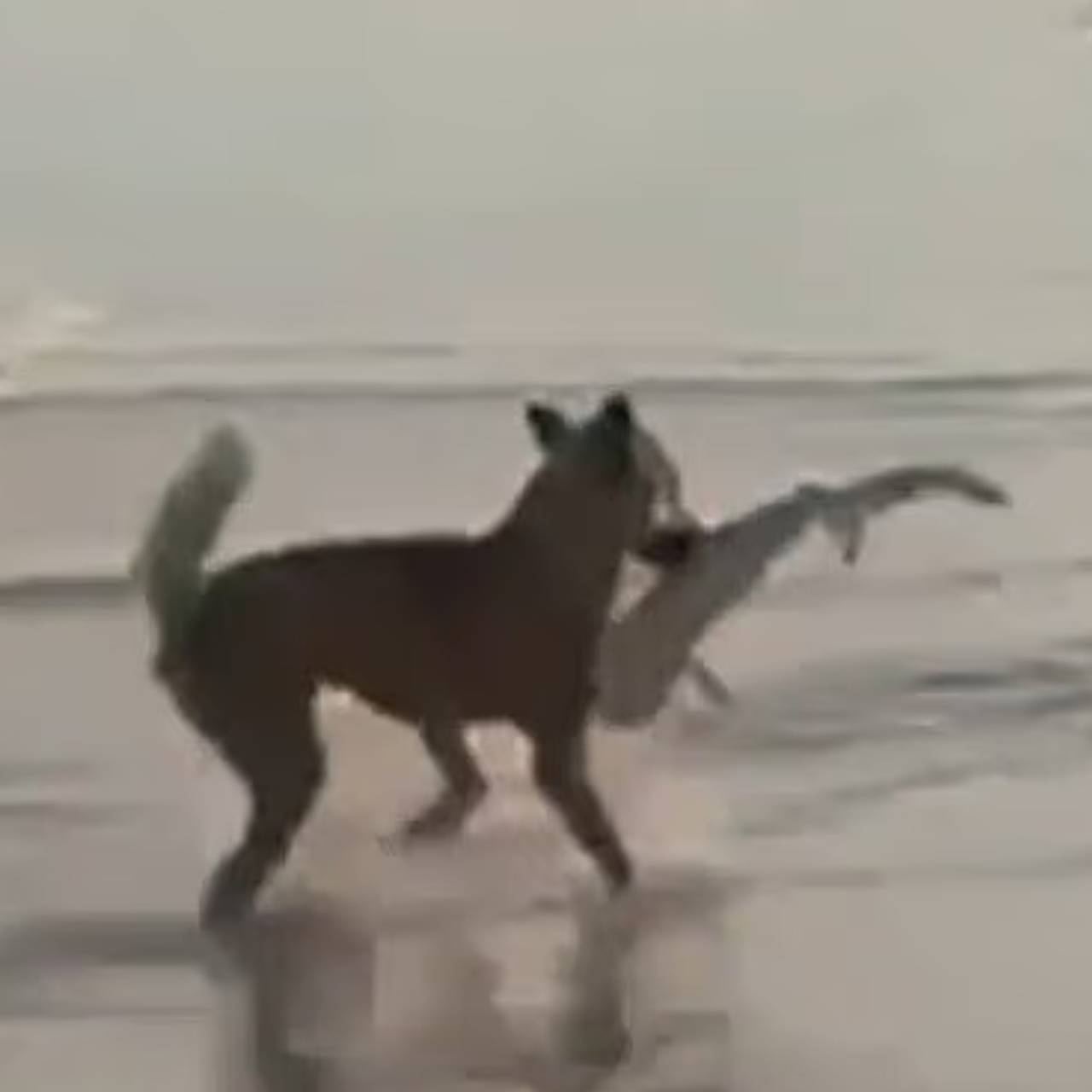 Собака динго поймала в море акуленка и попала на видео