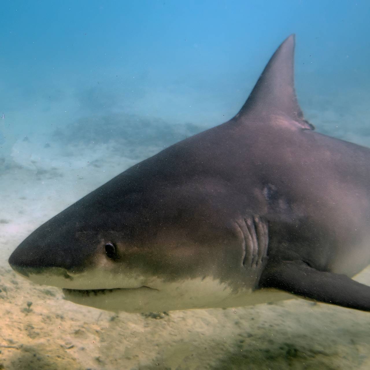 Тигровая акула вцепилась в ногу 13-летнему подростку