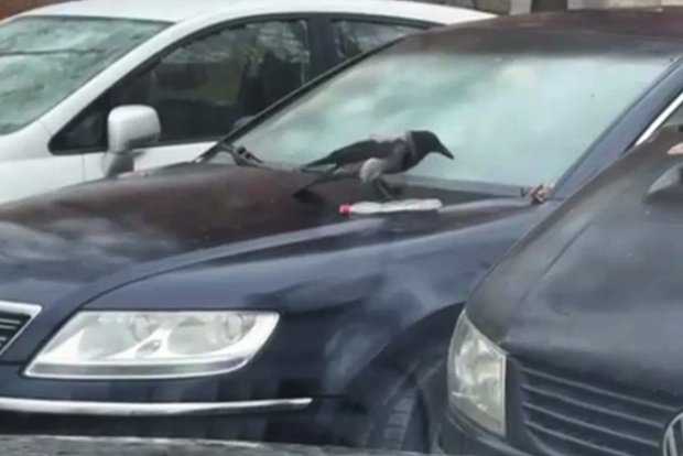 Вводная картинка