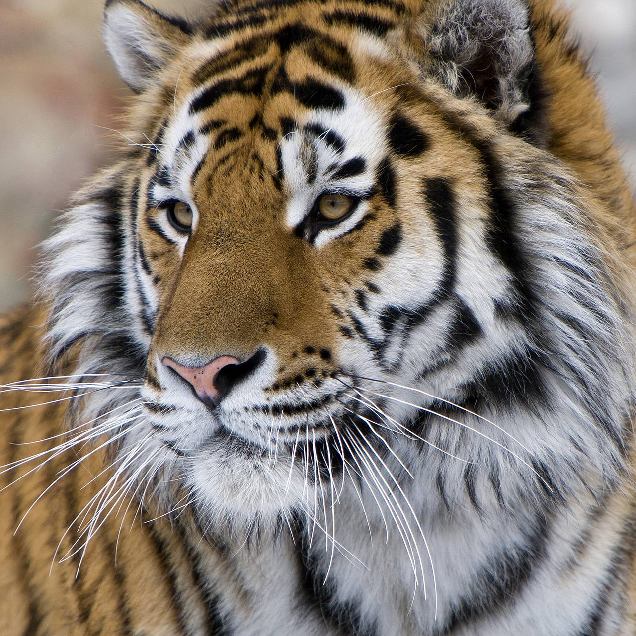 Тигр съел справлявшего нужду в лесу 40-летнего фермера