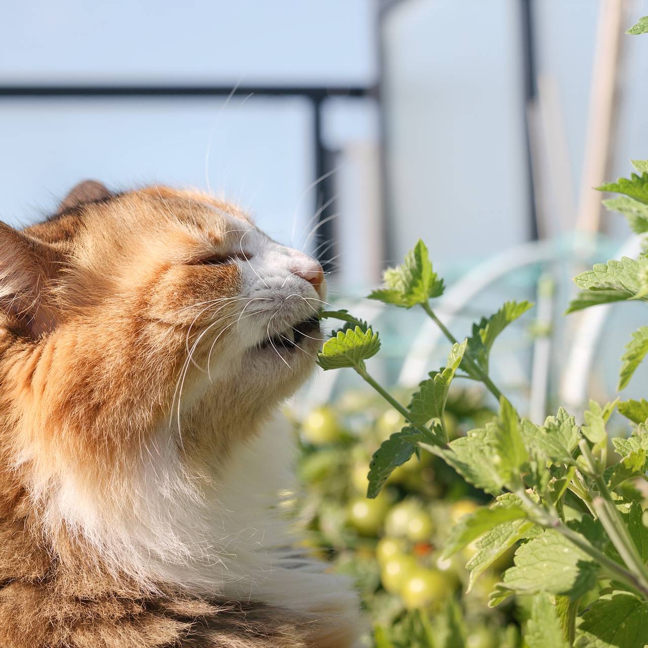 Украинский журналист возмутился русскоязычностью котов