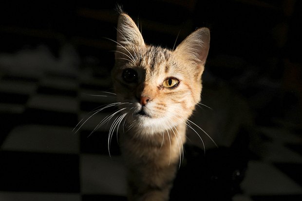 Вводная картинка