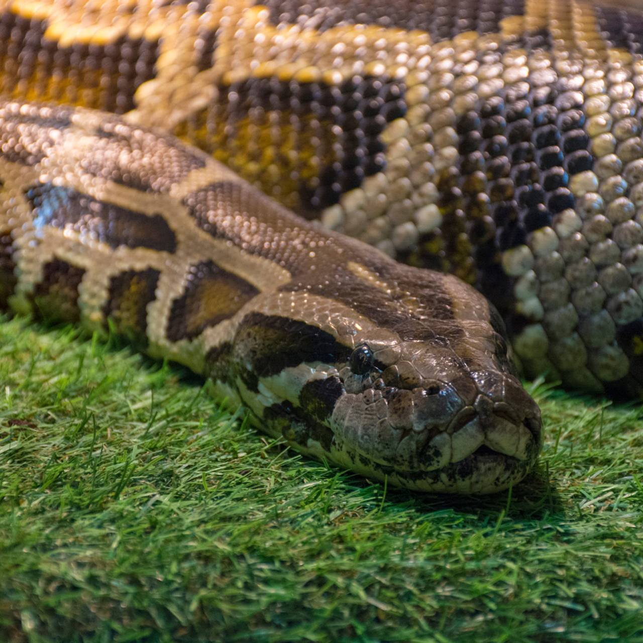Шестиметровый питон скрутил человека и утащил в реку