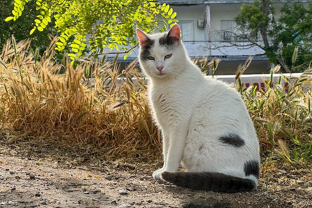 Вводная картинка
