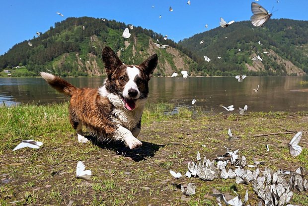 Вводная картинка