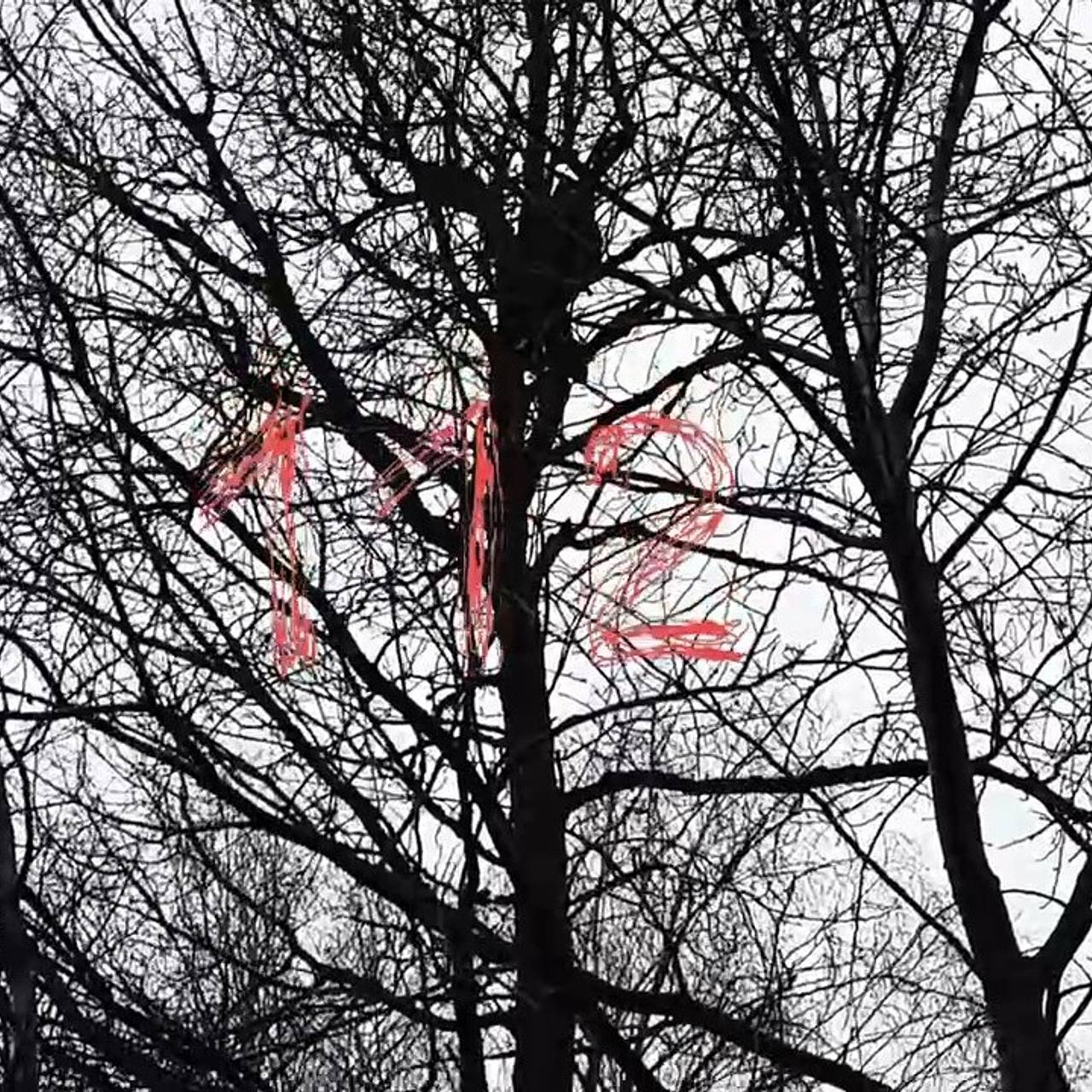 Кот неделю просидел на дереве в Новой Москве и дождался помощи