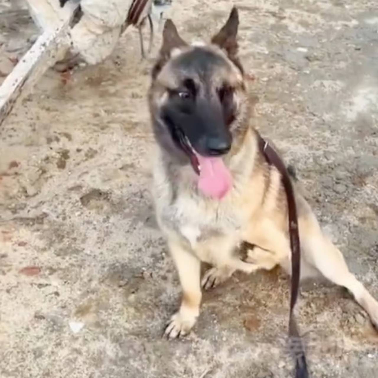 Обреченный на усыпление трехлапый щенок стал служить в спецназе