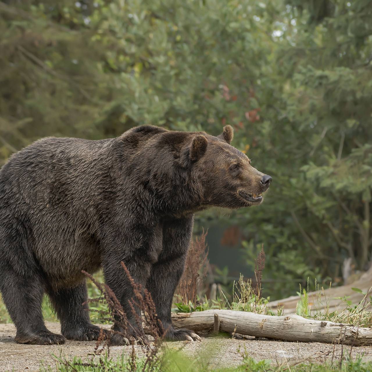 Медведя ошибочно обвинили в расправе над 70-летней женщиной