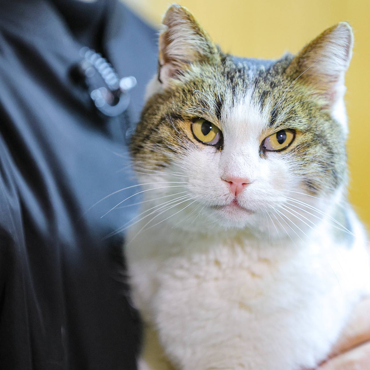 Новая хозяйка сброшенной с обрыва в Крыму кошки Муси рассказала о ее состоянии