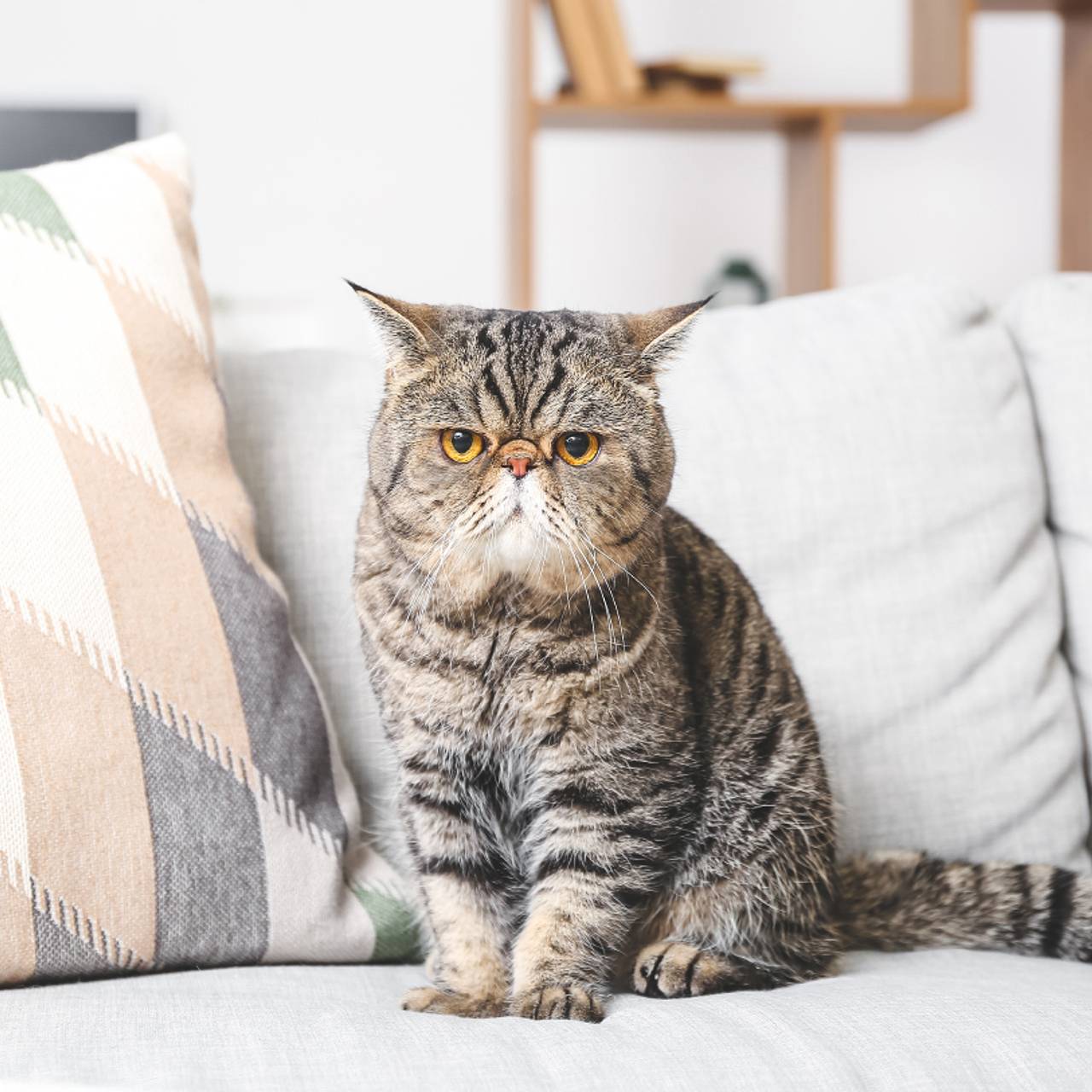 Бывшие соседки больше года судились из-за кота и потратили на это два миллиона рублей